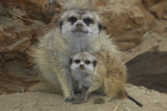 A 49-day-old female baby meerkat (born on Aug. 3) sticks close by her mom on Monday, Sept. 20, 2004 as she acclimates to her new