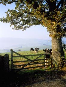 Devon Scene cows at gate