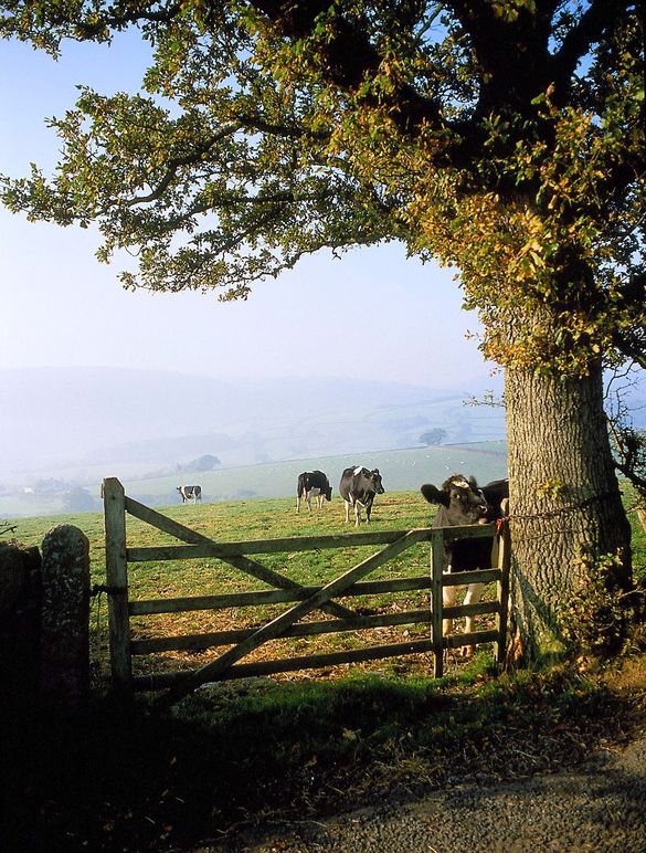 Devon Scene cows at gate