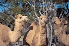 camel trek