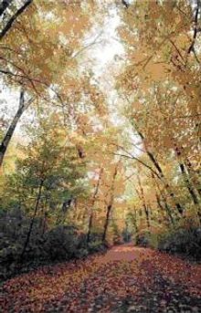 Tamarac National Wildlife Refuge, northeast of Detroit Lakes, is a good spot for birdwatching or simply taking in the fall scene