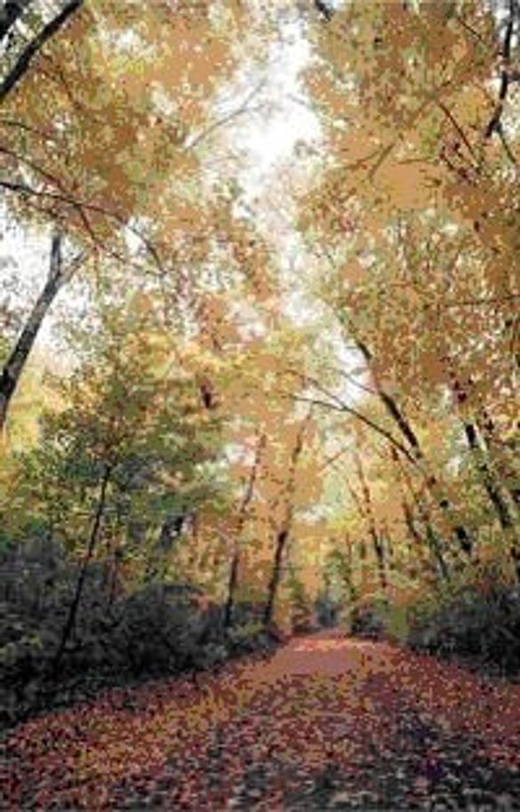 Tamarac National Wildlife Refuge, northeast of Detroit Lakes, is a good spot for birdwatching or simply taking in the fall scene