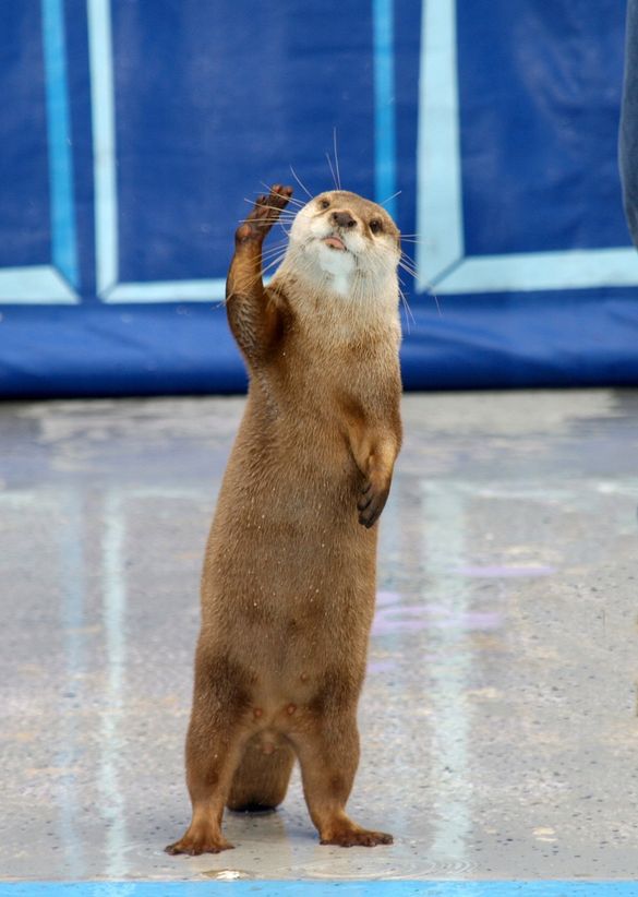 Seaworld's Sea Lion and Otter 'Fools With Tools' Show Finale