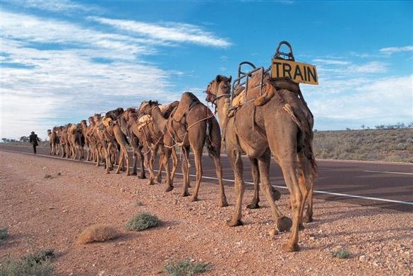 Camel Expedition