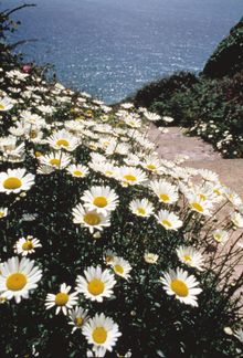 Blossoming Guernsey