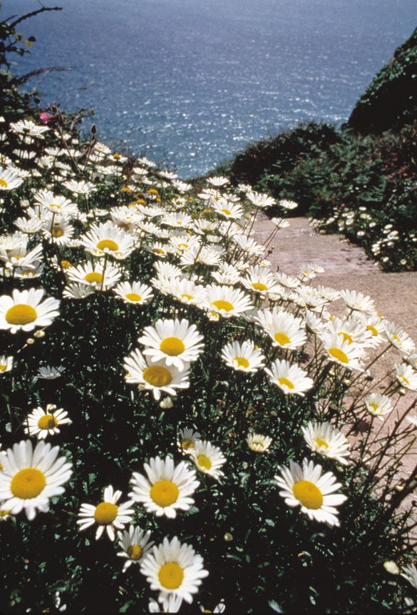 Blossoming Guernsey