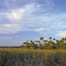 Florida Everglades