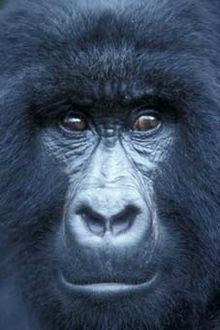 Gorilla