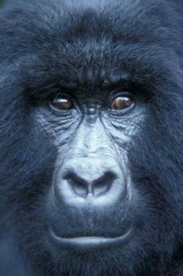 Gorilla