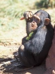 Chimp