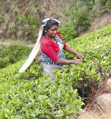 Sri Lanka Tea