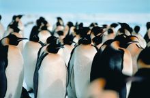 Emperor Penguins