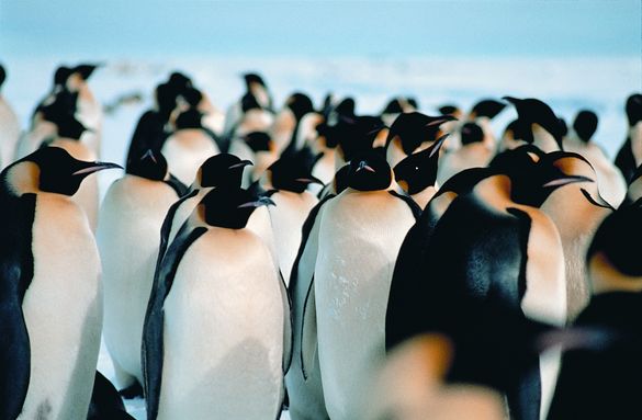Emperor Penguins