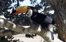 Toucan