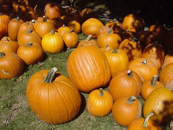 Line of Pumpkins