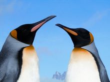 King Penguins