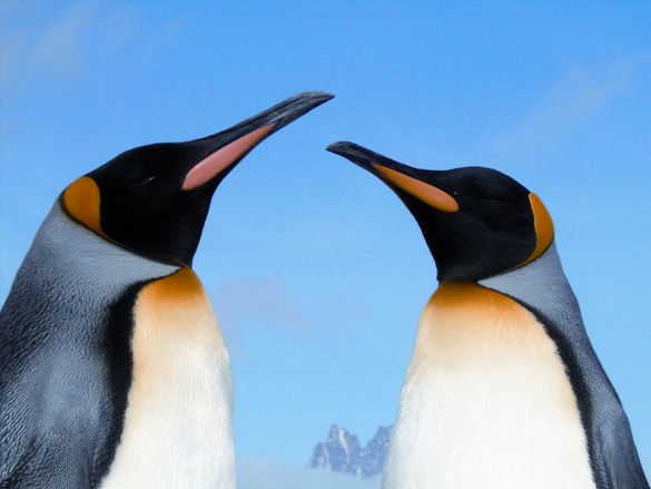 King Penguins