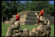 Guacamayas Honduras