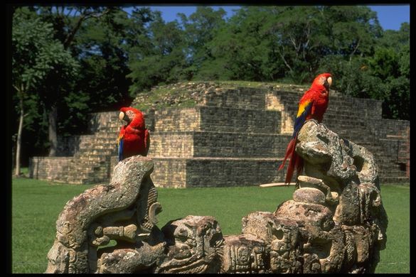 Guacamayas Honduras