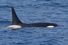 Bremer Canyon Orca