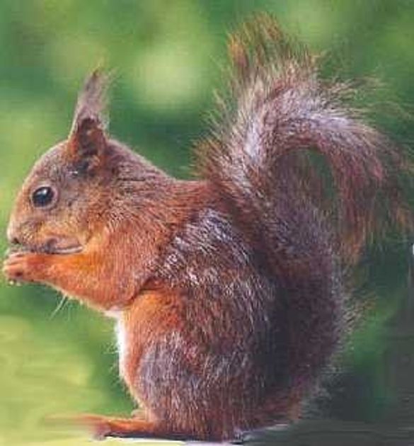 Red Squirrel