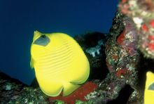 MAsked Butterfly Fish