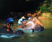 Thailand - Chiang Mai Washing Elephants