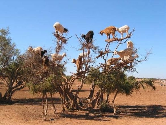 Goats in Tree