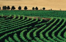 Vineyard