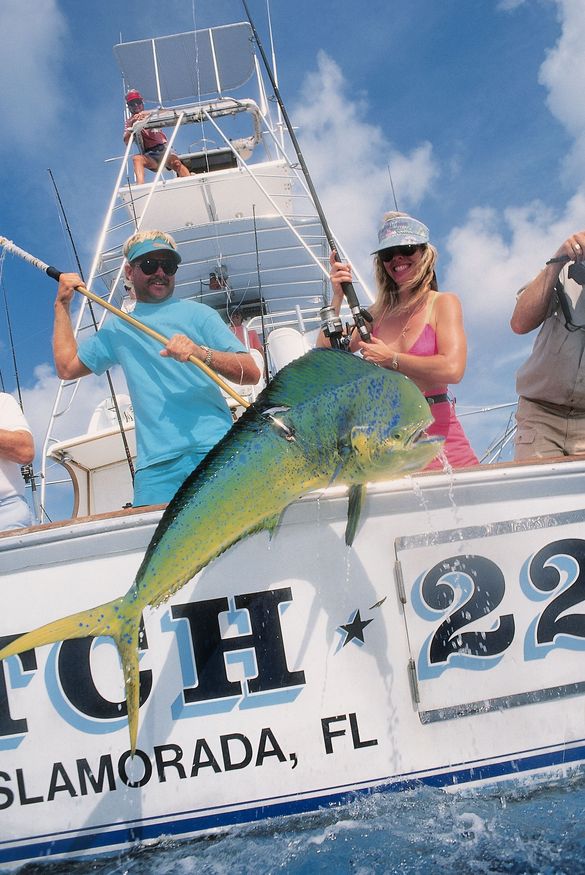 Dolphin Fish