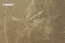 Condor
