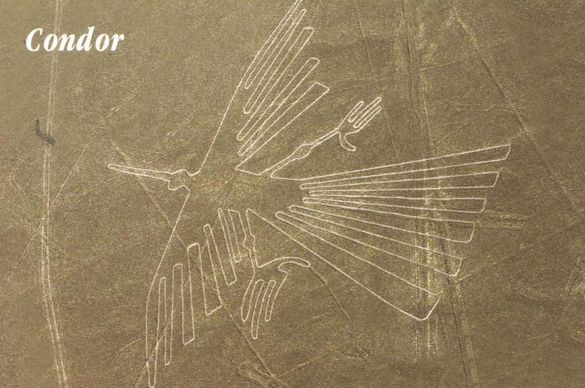 Condor