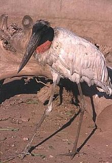 Manu - Jabiru