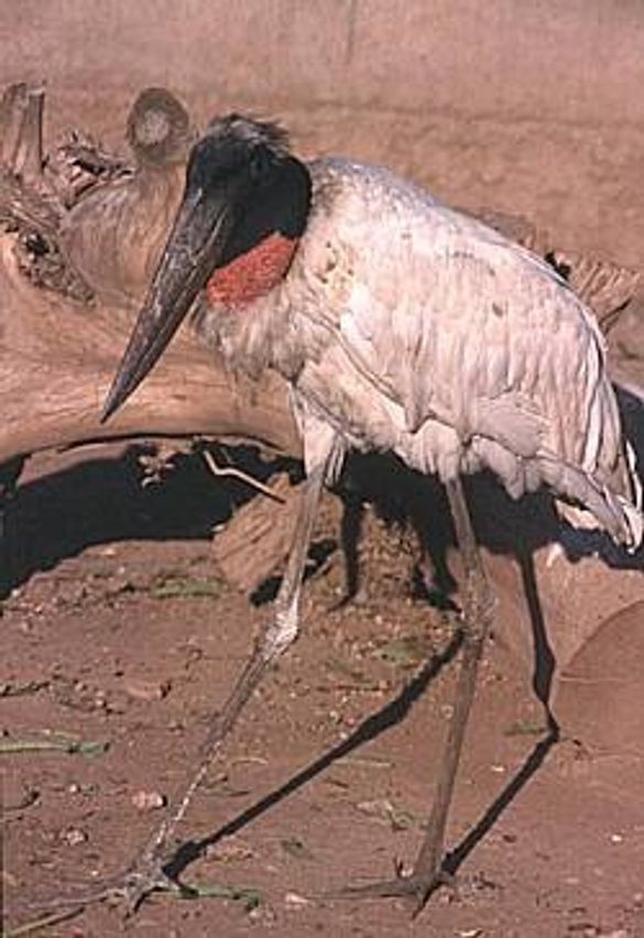 Manu - Jabiru