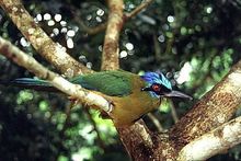 Manu - Relojero Bird