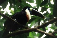 Manu - Toucan
