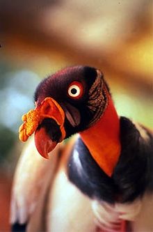 Pacaya Samiria - Jungle Condor
