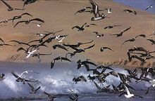 Paracas - Pelicans