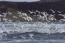Paracas - Seagles