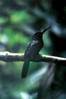 Tambopata Candamo - Bluish Fronted Jacamar