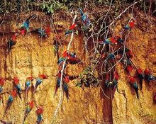 Tambopata Candamo - Macaws