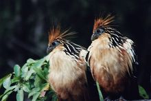 Tambopata Candamo - Shansho Hoatzin