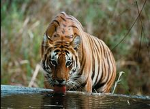 Tiger Drinking