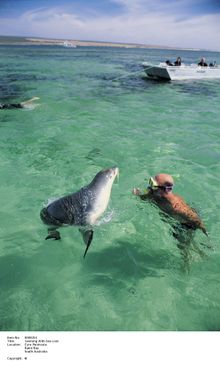 Making a splash in South Australia with the sea lions