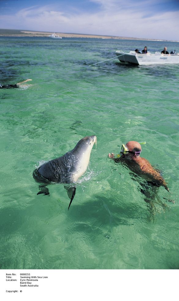 Making a splash in South Australia with the sea lions