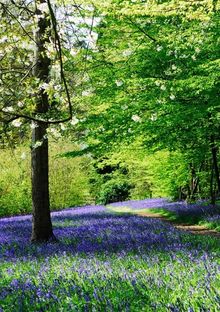 Bluebells at Hole Park