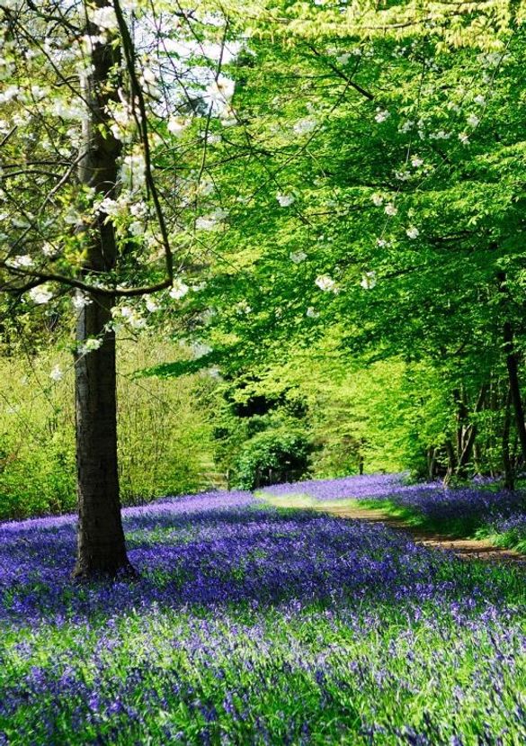 Bluebells at Hole Park
