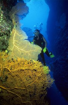 Guam�s location at the edge of the 37,000-foot-deep Marianas Trench affords a treasure chest of opportunities for divers of all 