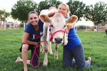 Cow Cuddling part of Animal Yoga in Arizona