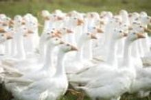 All The Fun Of The Fair At The Olive Branch Pub. Gooses
